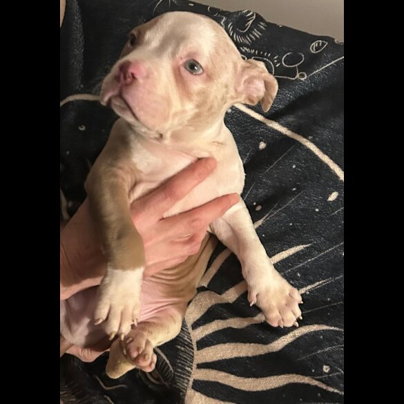 American Bulldog - Both