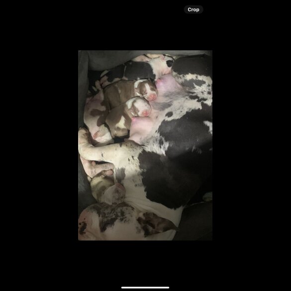 American Bulldog - Both