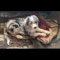 Bearded Collie - Both