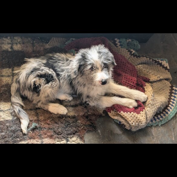 Bearded Collie - Both