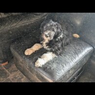 Bearded Collie - Both