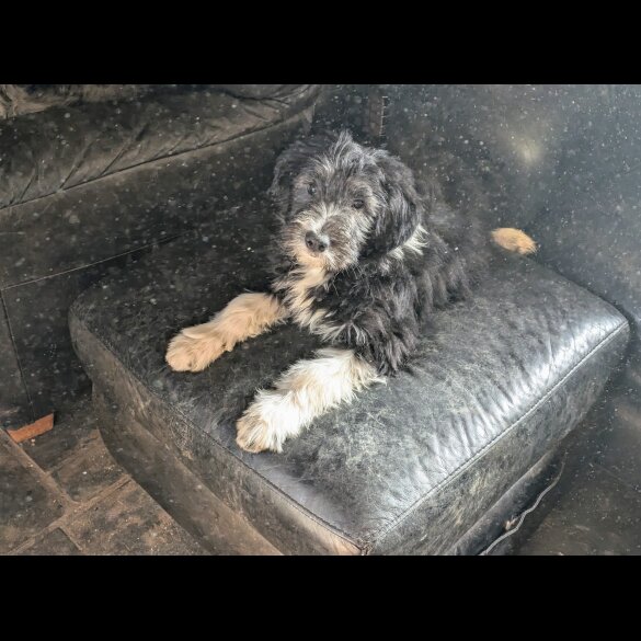 Bearded Collie - Both