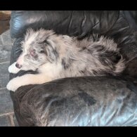 Bearded Collie - Both