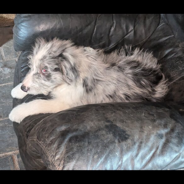 Bearded Collie - Both