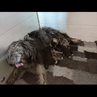 Bearded Collie - Both