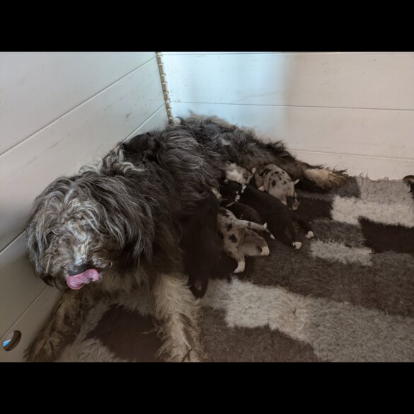 Bearded Collie - Both