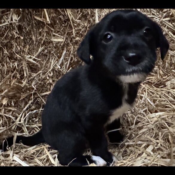 Mixed Breed - Both