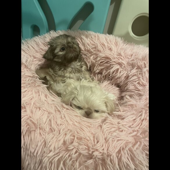 Shih Tzu - Both
