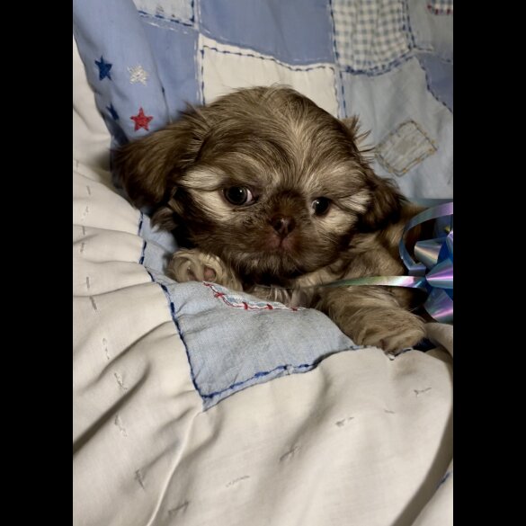 Shih Tzu - Both