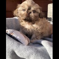 Shih Tzu - Both