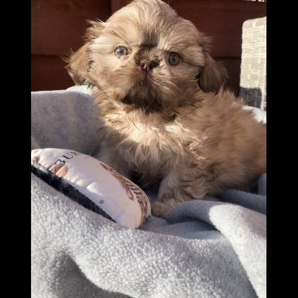 Shih Tzu - Both