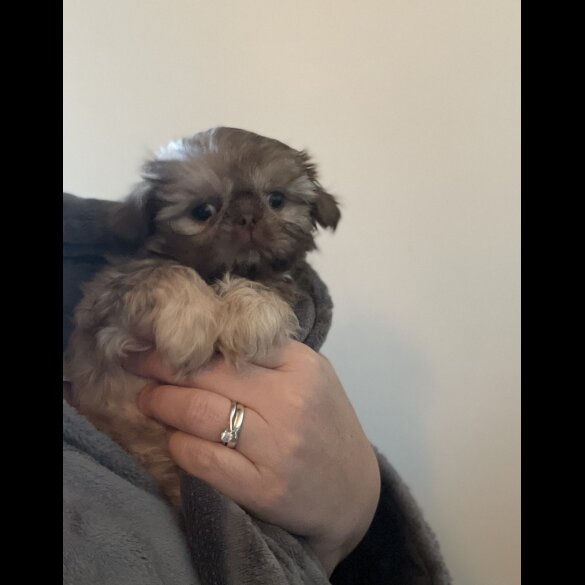 Shih Tzu - Both