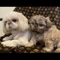 Shih Tzu - Both