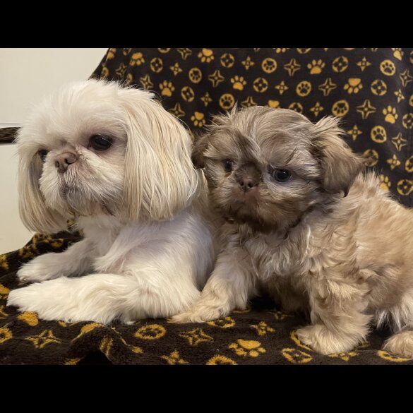 Shih Tzu - Both