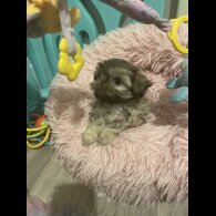 Shih Tzu - Both