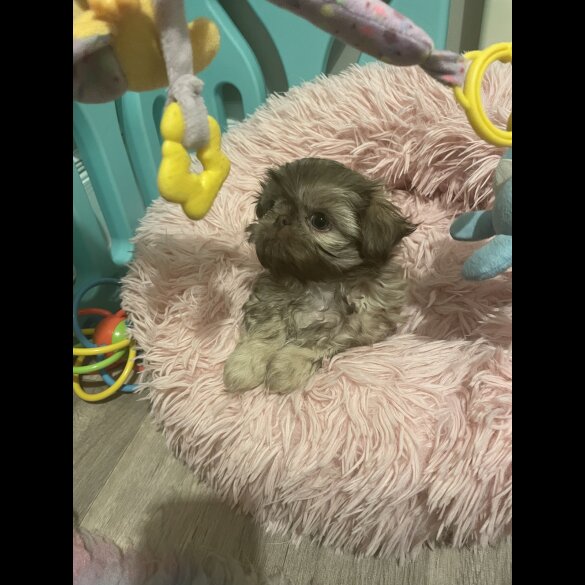 Shih Tzu - Both