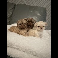 Shih Tzu - Both