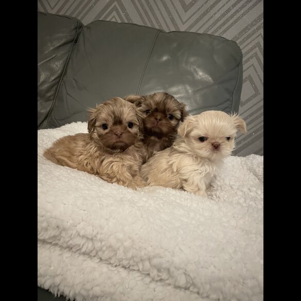 Shih Tzu - Both