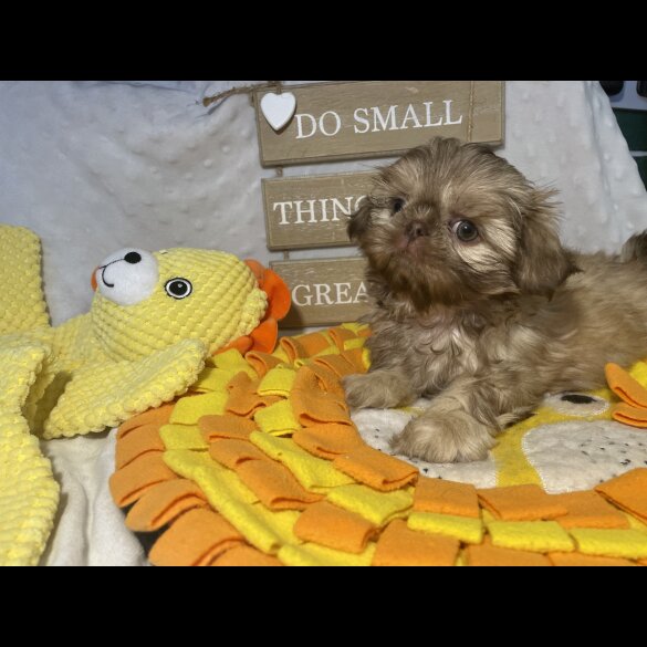Shih Tzu - Both
