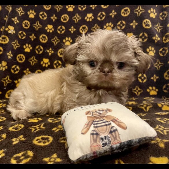 Shih Tzu - Both