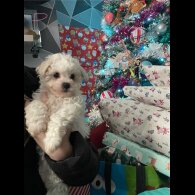 Bichon Frise - Both