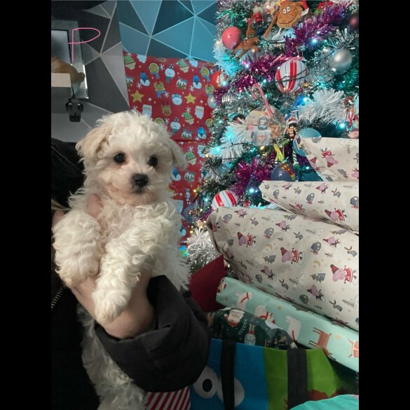 Bichon Frise - Both