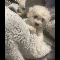 Bichon Frise - Both