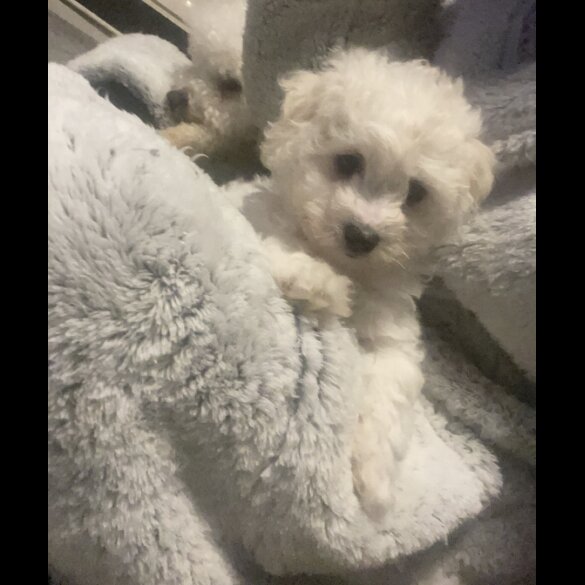 Bichon Frise - Both