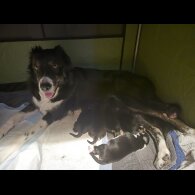 Border Collie - Dogs