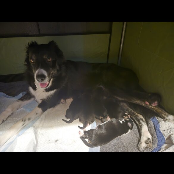Border Collie - Dogs