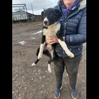 Border Collie - Dogs