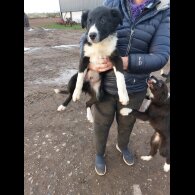 Border Collie - Dogs