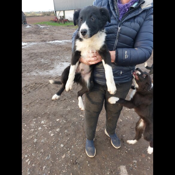 Border Collie - Dogs