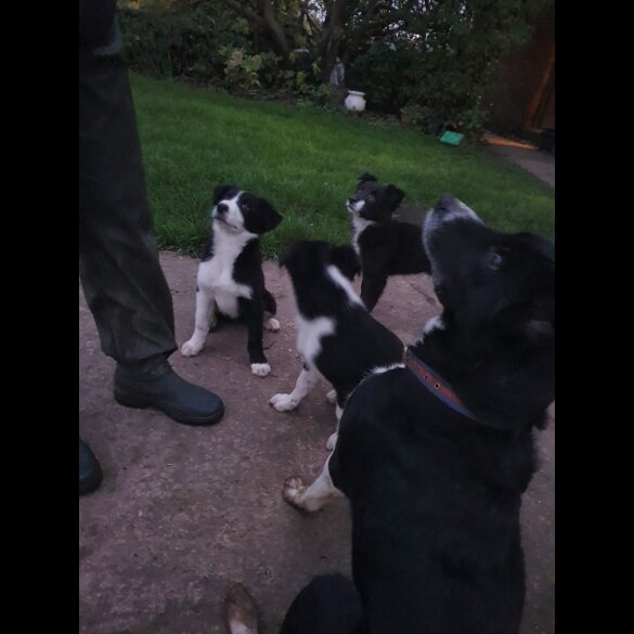 Border Collie - Dogs