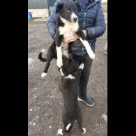 Border Collie - Dogs