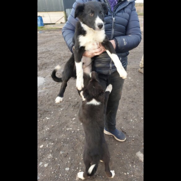 Border Collie - Dogs