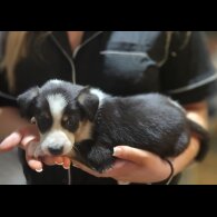 Border Collie - Both