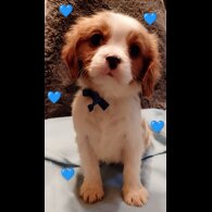 Cavalier King Charles Spaniel - Both