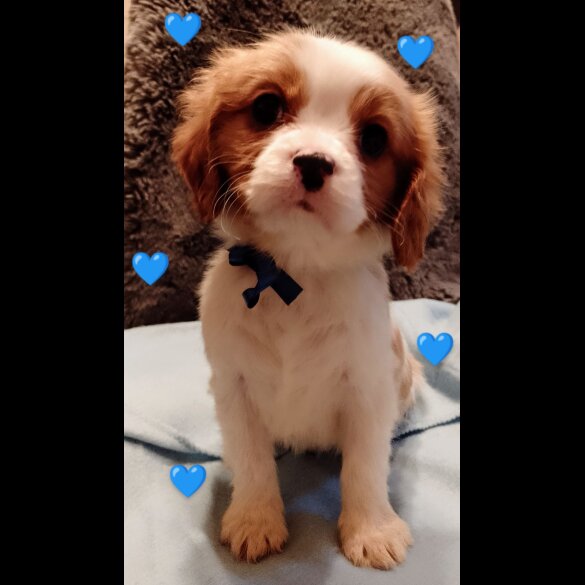 Cavalier King Charles Spaniel - Both