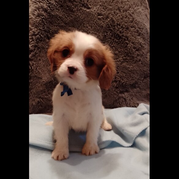 Cavalier King Charles Spaniel - Both
