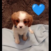 Cavalier King Charles Spaniel - Both