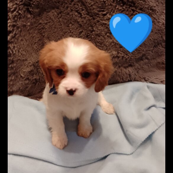 Cavalier King Charles Spaniel - Both