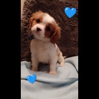 Cavalier King Charles Spaniel - Both