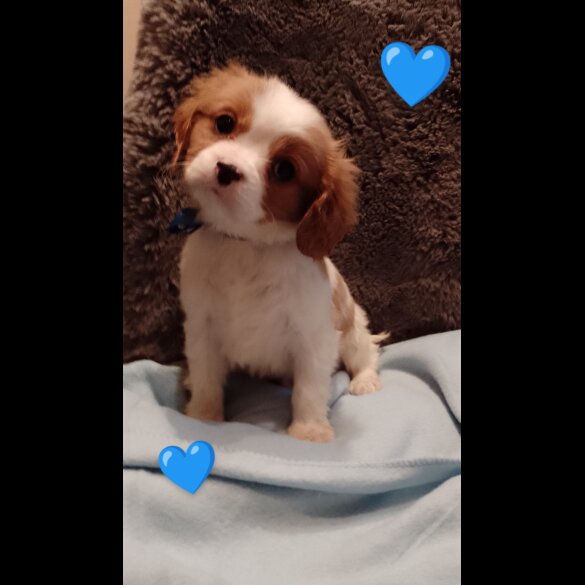Cavalier King Charles Spaniel - Both