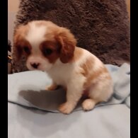 Cavalier King Charles Spaniel - Both