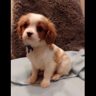 Cavalier King Charles Spaniel - Both