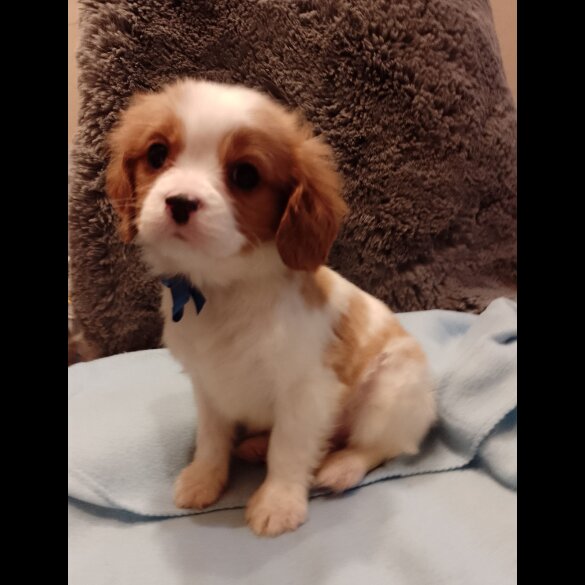 Cavalier King Charles Spaniel - Both