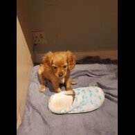 Cavapoo - Bitches