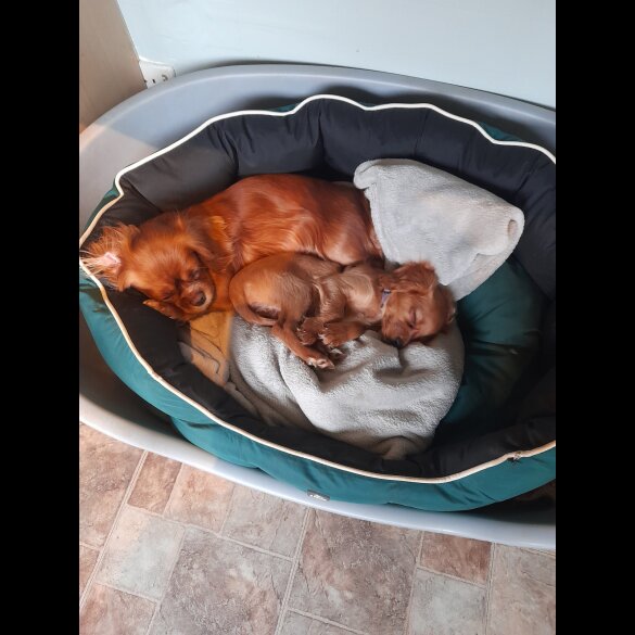 Cavapoo - Bitches