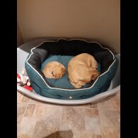Cavapoo - Bitches
